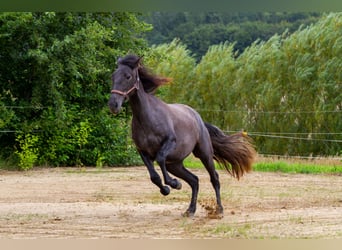 PRE Mix, Merrie, 2 Jaar, 163 cm, Schimmel