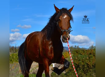 PRE Mix, Merrie, 2 Jaar, 164 cm, Bruin