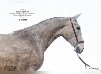 PRE, Merrie, 2 Jaar, 164 cm, Vliegenschimmel