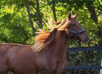 PRE Mix, Merrie, 2 Jaar, 164 cm, Vos