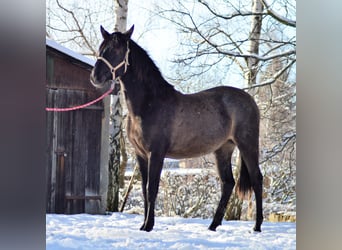 PRE Mix, Merrie, 2 Jaar, 165 cm