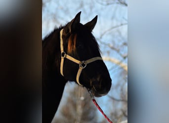 PRE Mix, Merrie, 2 Jaar, 165 cm