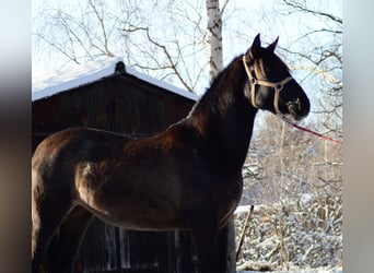 PRE Mix, Merrie, 2 Jaar, 165 cm