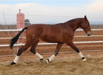 PRE, Merrie, 2 Jaar, 165 cm, Bruin