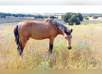 PRE, Merrie, 2 Jaar, 165 cm, Falbe