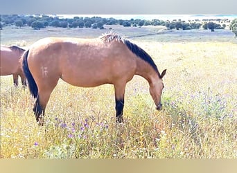 PRE, Merrie, 2 Jaar, 165 cm, Falbe