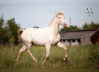 PRE, Merrie, 2 Jaar, 165 cm, Falbe