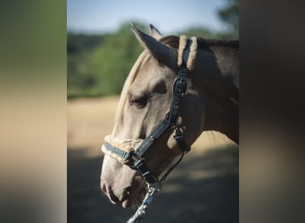 PRE, Merrie, 2 Jaar, 165 cm, Pearl