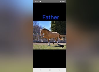 PRE, Merrie, 2 Jaar, 165 cm, Perlino