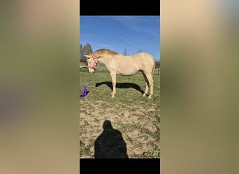 PRE, Merrie, 2 Jaar, 165 cm, Perlino