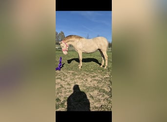 PRE, Merrie, 2 Jaar, 165 cm, Perlino