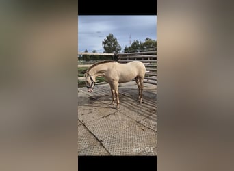 PRE, Merrie, 2 Jaar, 165 cm, Perlino