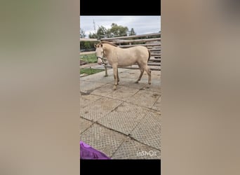 PRE, Merrie, 2 Jaar, 165 cm, Perlino