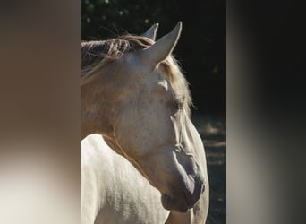 PRE, Merrie, 2 Jaar, 165 cm, Perlino