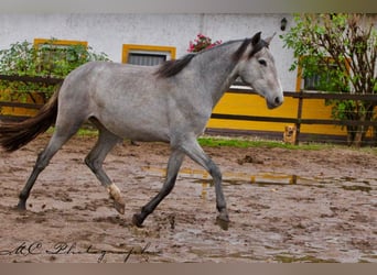 PRE, Merrie, 2 Jaar, 165 cm, Schimmel