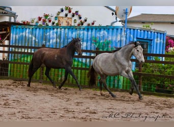 PRE, Merrie, 2 Jaar, 165 cm, Schimmel