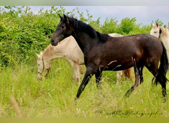 PRE, Merrie, 2 Jaar, 165 cm, Schimmel