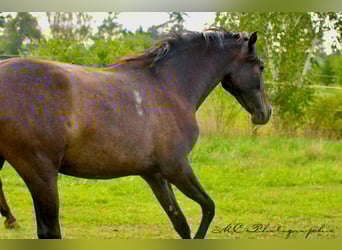 PRE, Merrie, 2 Jaar, 165 cm, Schimmel