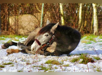 PRE, Merrie, 2 Jaar, 165 cm, Schimmel