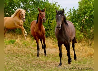 PRE, Merrie, 2 Jaar, 165 cm, Schimmel