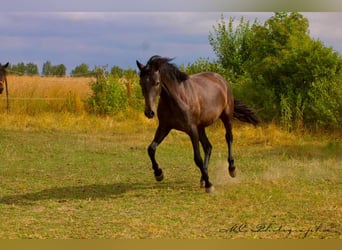 PRE, Merrie, 2 Jaar, 165 cm, Schimmel