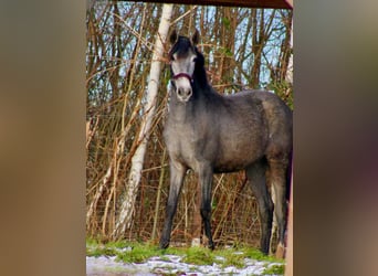 PRE, Merrie, 2 Jaar, 165 cm, Schimmel