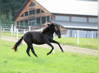PRE Mix, Merrie, 2 Jaar, 165 cm, Zwart