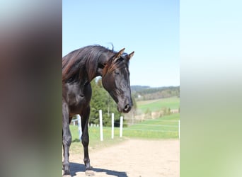 PRE, Merrie, 2 Jaar, 165 cm, Zwart