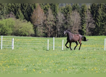 PRE, Merrie, 2 Jaar, 165 cm, Zwart