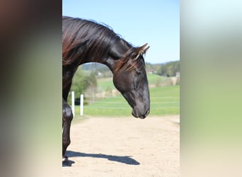PRE, Merrie, 2 Jaar, 165 cm, Zwart