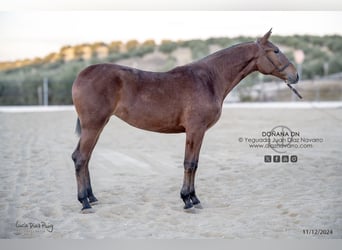 PRE Mix, Merrie, 2 Jaar, 166 cm, Lichtbruin