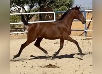 PRE Mix, Merrie, 2 Jaar, 167 cm, Bruin