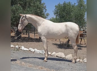 PRE, Merrie, 2 Jaar, 167 cm, Perlino