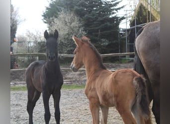 PRE, Merrie, 2 Jaar, 167 cm, Schimmel