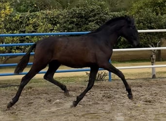 PRE, Merrie, 2 Jaar, 168 cm, Schimmel
