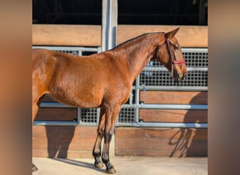 PRE Mix, Merrie, 2 Jaar
