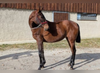 PRE Mix, Merrie, 2 Jaar