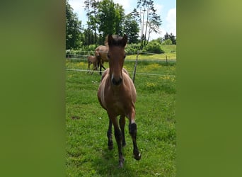 PRE Mix, Merrie, 2 Jaar