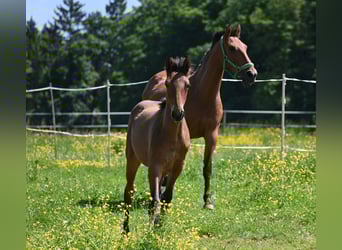 PRE Mix, Merrie, 2 Jaar