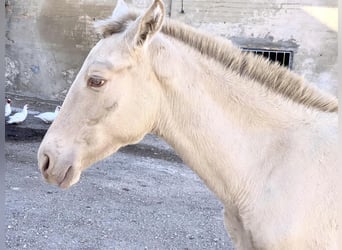 PRE, Merrie, 2 Jaar, Perlino