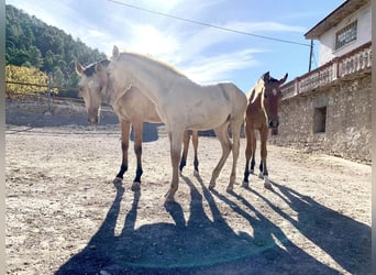 PRE, Merrie, 2 Jaar, Perlino