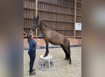 PRE Mix, Merrie, 3 Jaar, 148 cm, Zwart