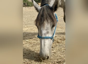 PRE Mix, Merrie, 3 Jaar, 150 cm, Schimmel