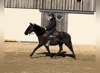 PRE Mix, Merrie, 3 Jaar, 150 cm, Zwart