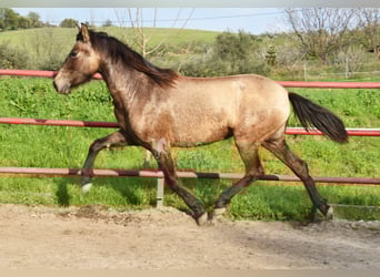 PRE, Merrie, 3 Jaar, 151 cm, Schimmel