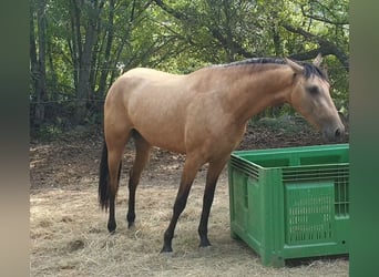 PRE Mix, Merrie, 3 Jaar, 153 cm, Buckskin