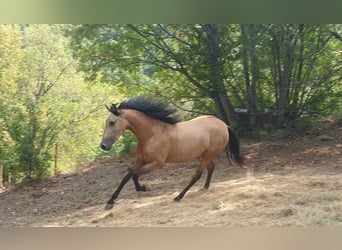 PRE Mix, Merrie, 3 Jaar, 153 cm, Buckskin