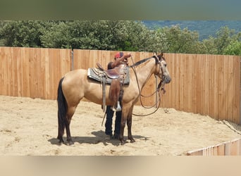 PRE Mix, Merrie, 3 Jaar, 153 cm, Buckskin