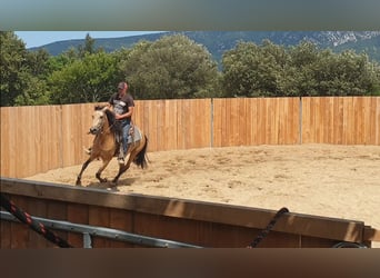 PRE Mix, Merrie, 3 Jaar, 153 cm, Buckskin