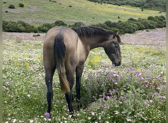 PRE Mix, Merrie, 3 Jaar, 153 cm, Schimmel